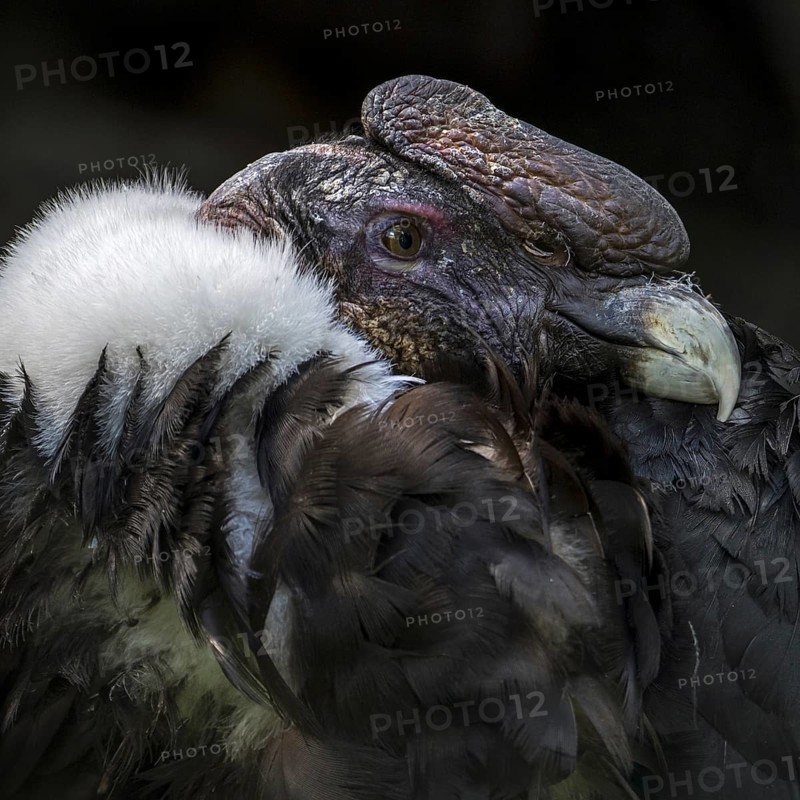 Andean condor