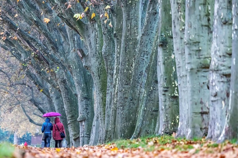 Autumn walk with umbrella in rainy weather