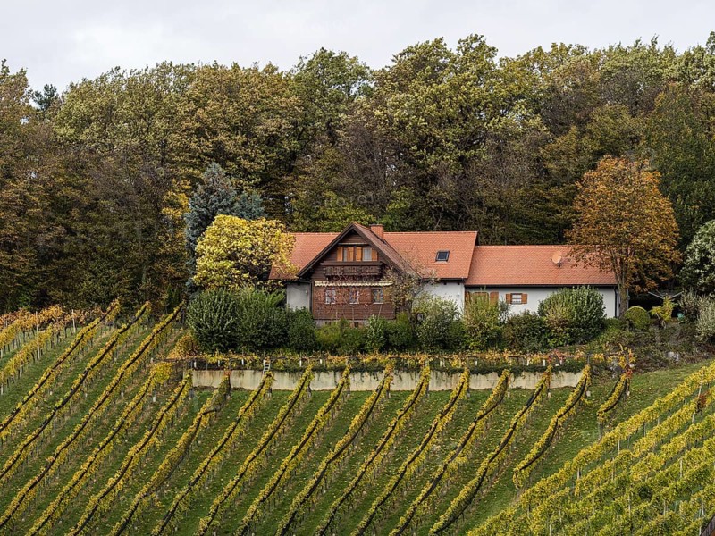 Vineyards in autumn