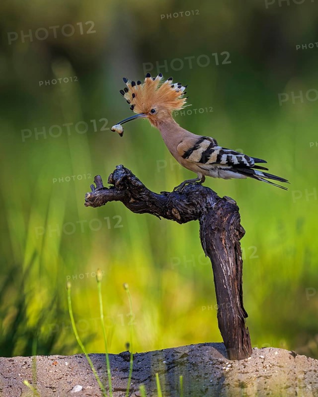 Hoopoe