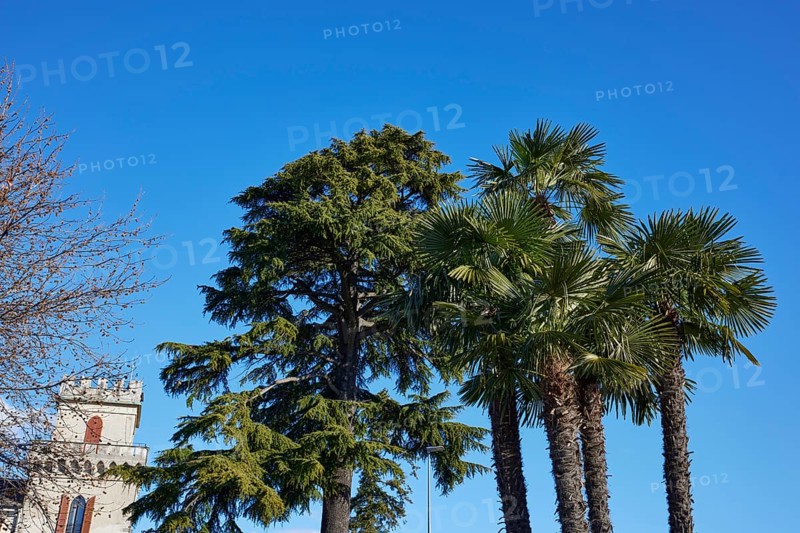 Chusan palm