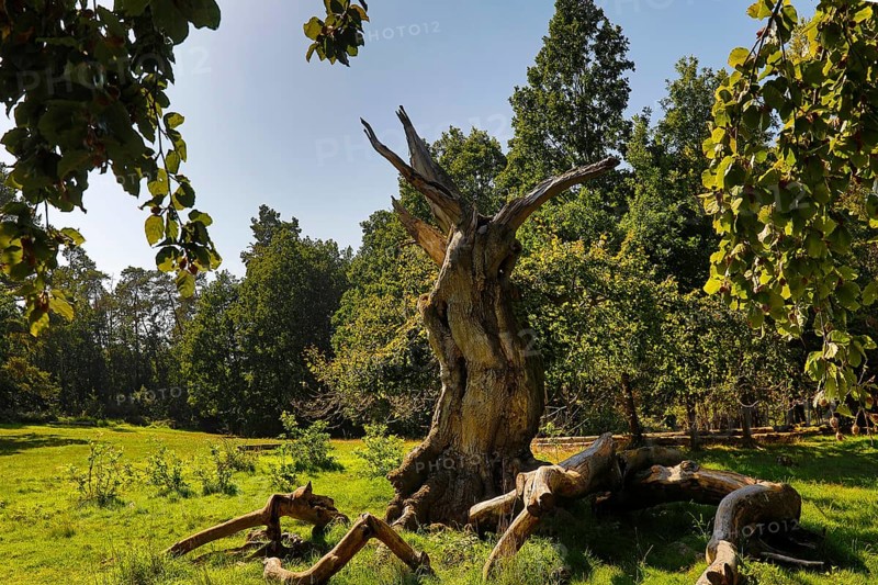 Ancient copper beech