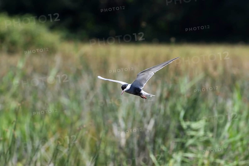 Whiskered tern