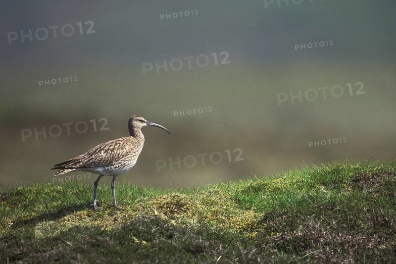 Whimbrel