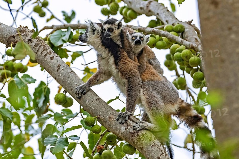 Ring-tailed lemur