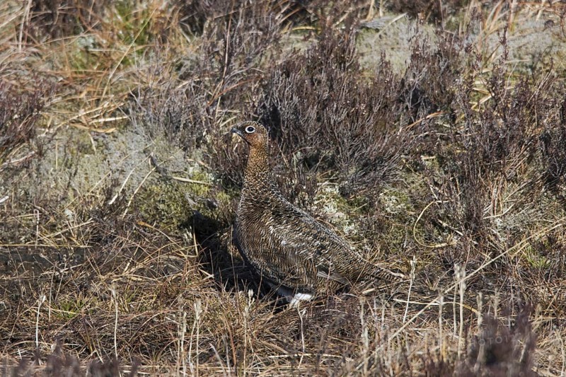 Red grouse