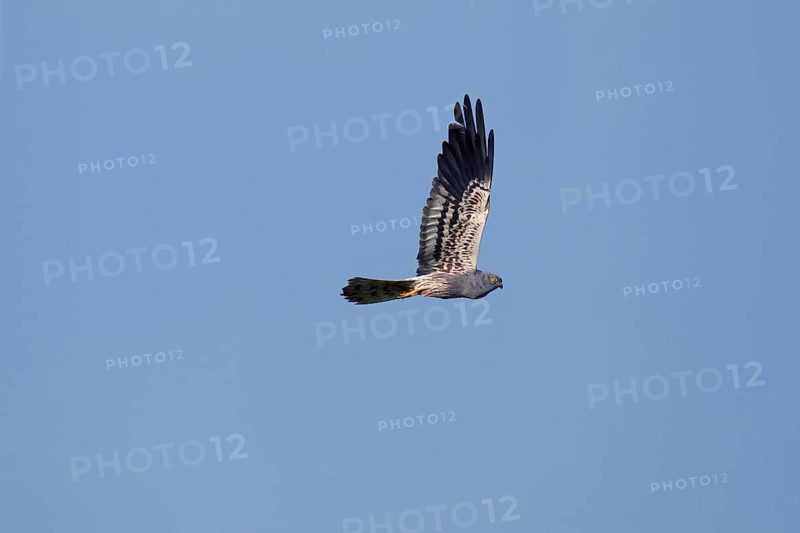 Montagu's harrier