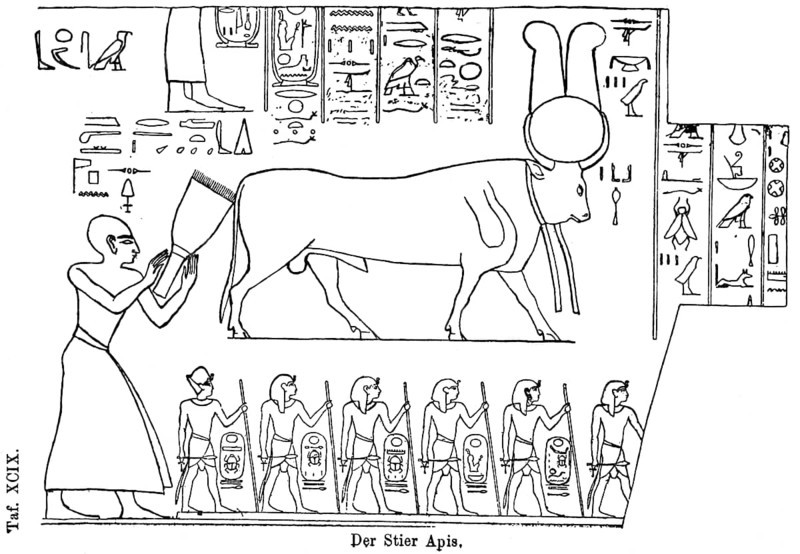 The sacred bull