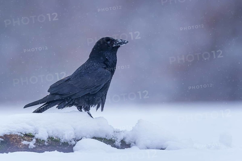 Common raven