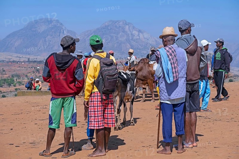 Malagasy herdsmen and farmers selling zebus at zebu market in the city Ambalavao
