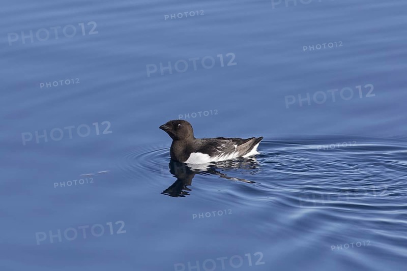 Little auk