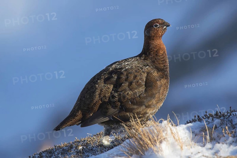 Red grouse