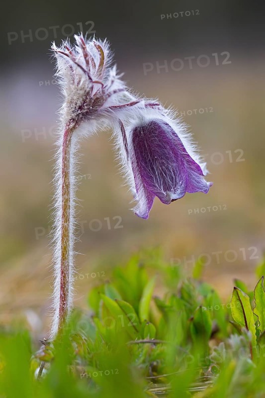 Small pasque flower