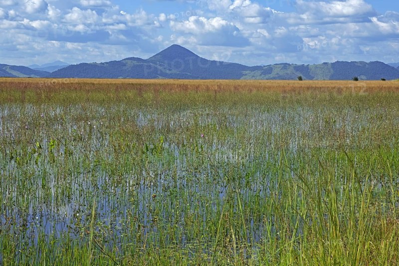 Marshland