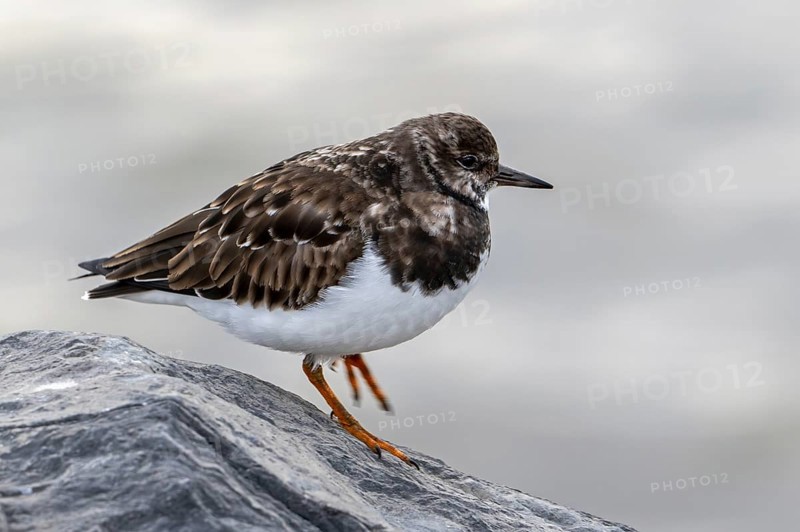 Ruddy turnstone