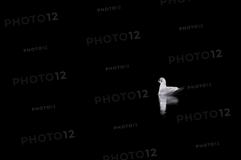 A black-headed gull, Lake Kemnader, Ruhr area, North Rhine-Westphalia, Germany, Europe
