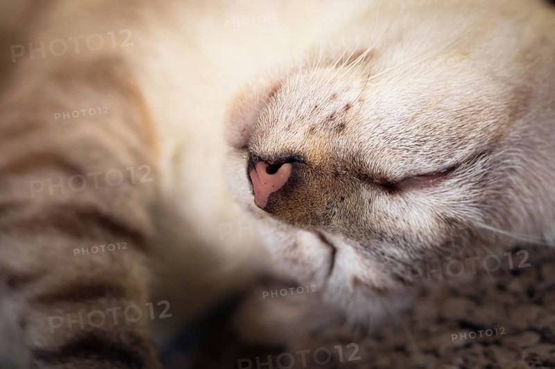 Close-up of a siamese sleeping pet cat with emphasis on its cute whiskers, cozy comfort at home during autumn season