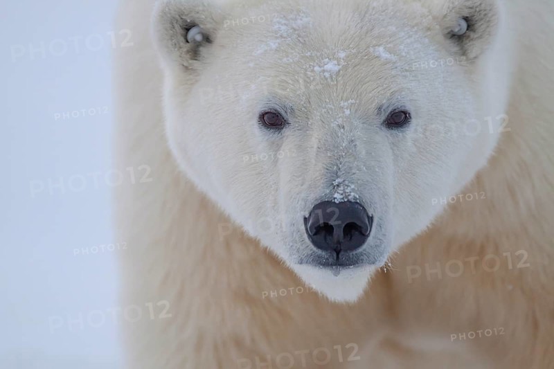 Polar bear (Ursus maritimus) with ear tags, frontal, portrait, head, Kaktovik, Alaska