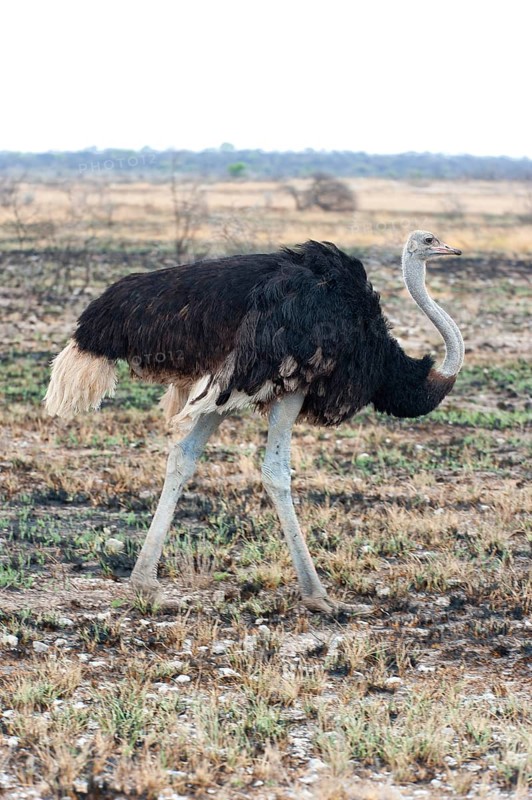 African ostrich (Struthio camelus) in the savannah in Etosha National Park, bird animal, bird, ostrich, feather, plumage, meat, walking, free living, wild, wilderness, Namibia, South West Africa, Africa