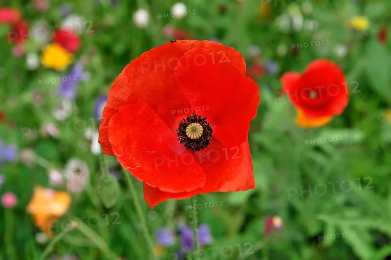 Colourful flower meadow, Schwaebisch Gmuend, Baden-Wuerttemberg, Germany, Europe