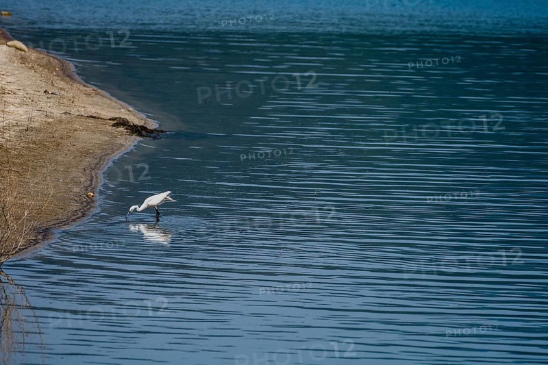 Snowy Egret hunting for food in water near the shore of a lake