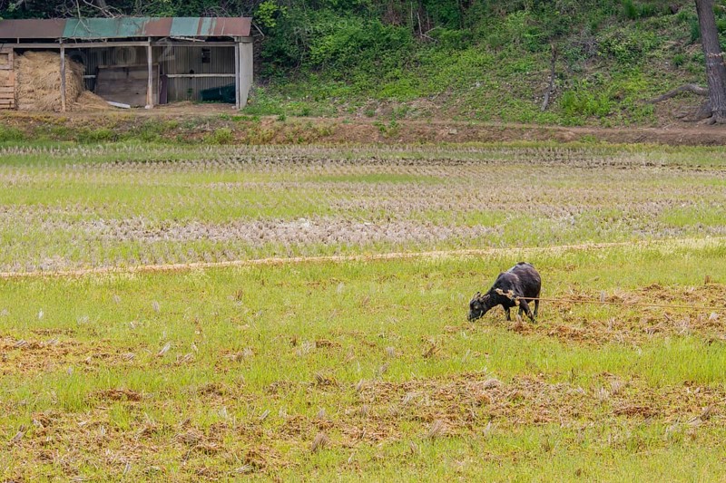 Adult black Bengal goat with horns straining against rope to reach grass in open field with barn in background