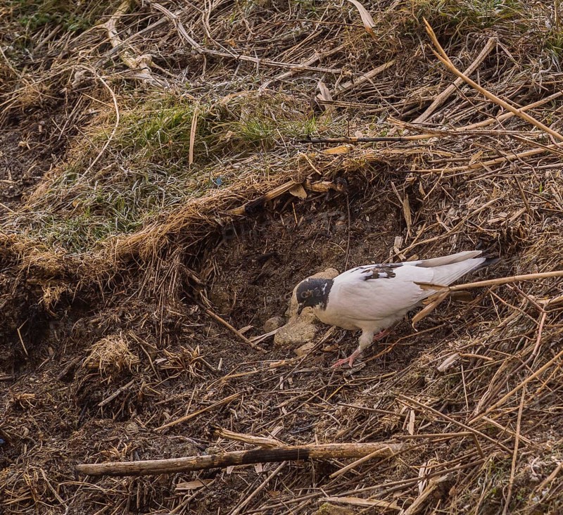 White pigeon on a hill hunting for food