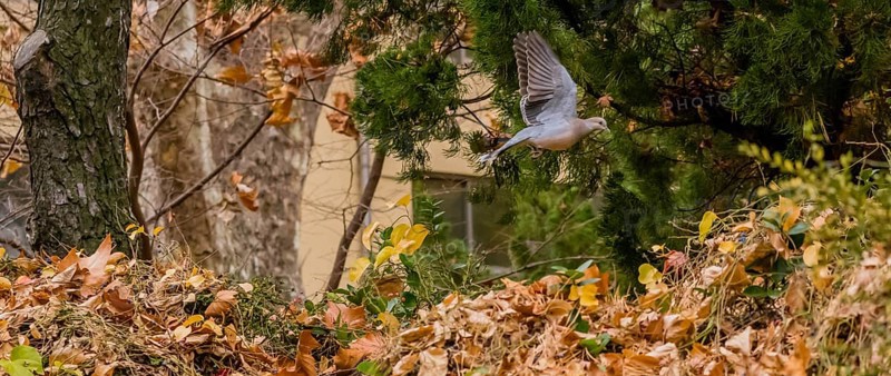 Oriental turtledove in flight over bushes and dry leaves