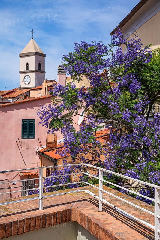 Flowering Jacaranda tree, (Bignoniceae) behind the church of Santa Maria, Capoliveri, Elba, Tuscan Archipelago, Tuscany, Italy, Europe