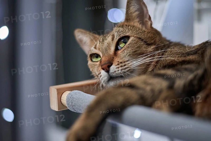 Image of a purebred Bengal cat lying on a hammock attached to a heater. Pet care concept. Mixed media