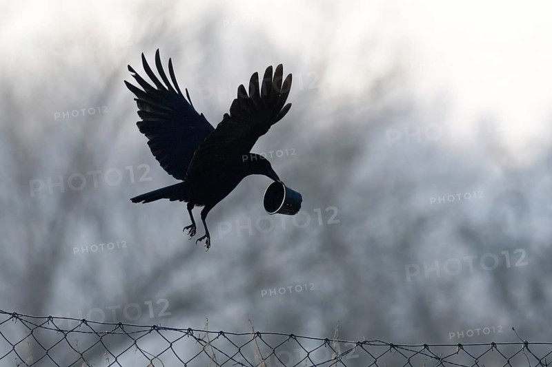 Carrion crow (Corvus corone corone), flying, with plastic cup in beak, Hesse, Germany, Europe