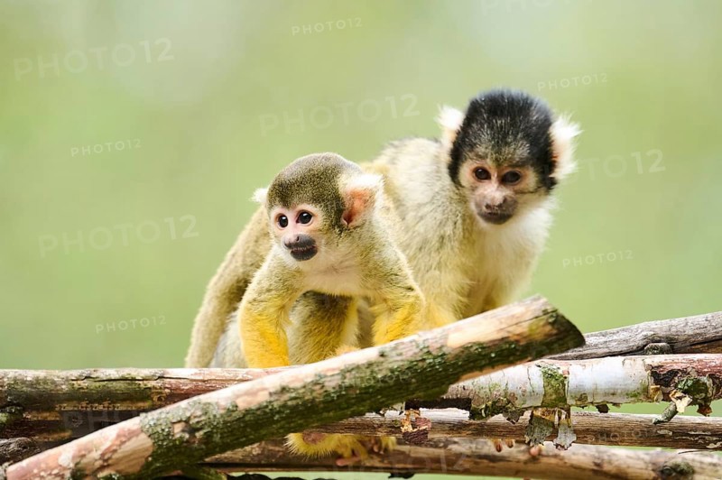 Black-capped squirrel monkey (Saimiri boliviensis) mother with he youngster, Germany, Europe