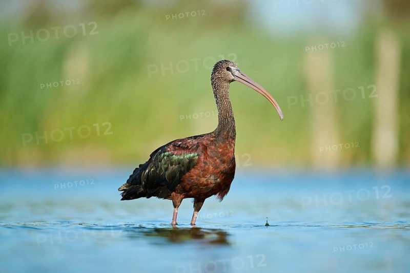 Glossy ibis (Plegadis falcinellus) walking in the water, hunting, Parc Naturel Regional de Camargue, France, Europe
