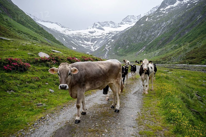 Cows on the alpine meadow, Schlegeisgrund valley, glaciated mountain peaks Hoher Weiszint and Schlegeiskees glacier, Berliner Hoehenweg, Zillertal, Tyrol, Austria, Europe