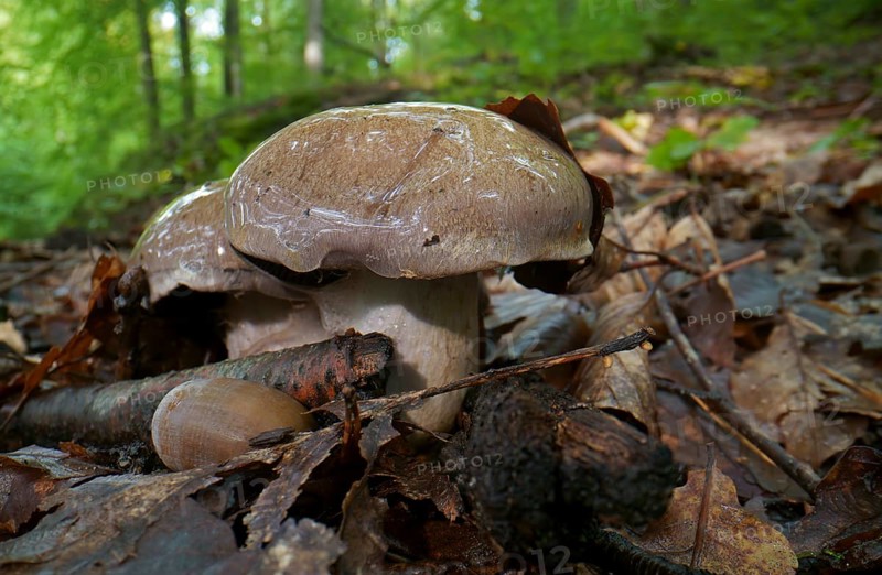 Pale boletus (Boletus impolitus), autumn forest, fruiting body, Hesse, Germany, Europe