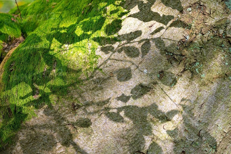 Shadow play on tree bark or bark, old copper beech (Fagus sylvatica) and moss, Hutewald Halloh natural monument, near Albertshausen, Kellerwald-Edersee nature park Park, Hesse, Germany, Europe