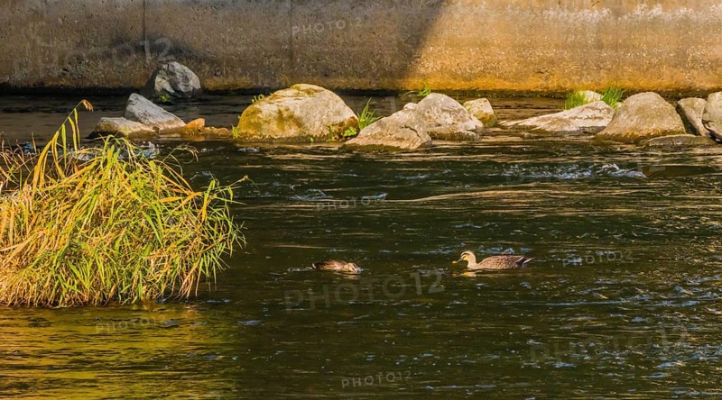 Two spot-billed ducks together next to a green bush in a flowing river near a bridge pylon
