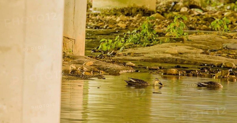 Two spot-billed ducks looking for food in shallow river under concrete bridge on sunny day