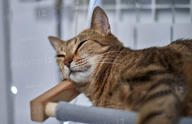 Image of a purebred Bengal cat lying on a hammock attached to a heater. Pet care concept. Mixed media