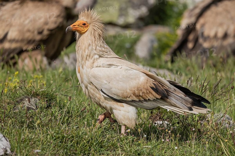 Egyptian Vulture (Neophron percnopterus), Castile-Leon Province, Picos de Europa, Spain, Europe