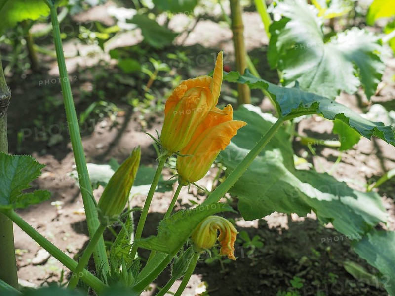 Zucchini aka courgettes plant with yellow flower