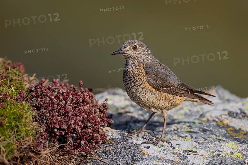 Common rock thrush (Monticola saxatilis), female, Castile-Leon province, Picos de Europa, Spain, Europe