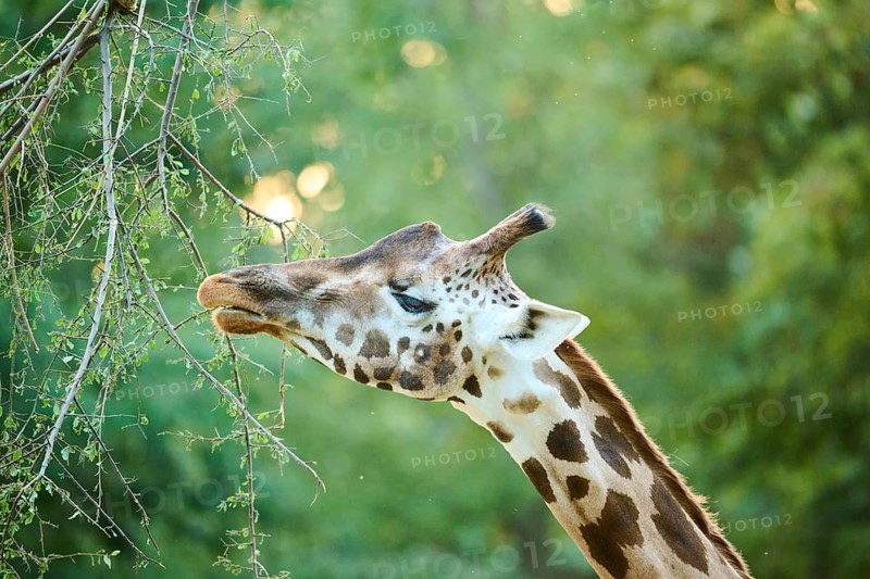 Reticulated giraffe (Giraffa camelopardalis reticulata), portrait, captive, Germany, Europe
