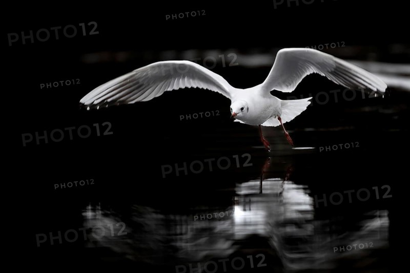 A black-headed gull in flight, Lake Kemnader, Ruhr area, North Rhine-Westphalia, Germany, Europe