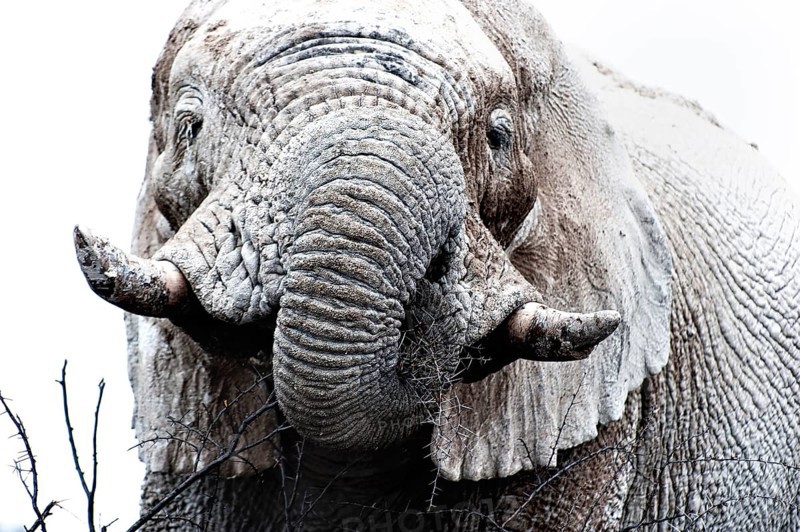 White African elephant (Loxodonta africana) in Etosha National Park, white from salt pan dust, animal, wild, free living, wilderness, safari, Namibia, South West Africa, Africa