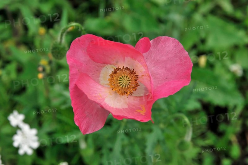 Colourful flower meadow, Schwaebisch Gmuend, Baden-Wuerttemberg, Germany, Europe