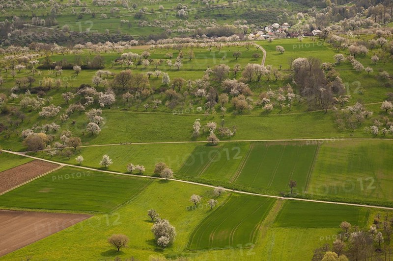 Orchard meadow near Weilheim an der Teck, Swabian Alb. Cherry blossom, apple blossom and pear blossom in full splendour
