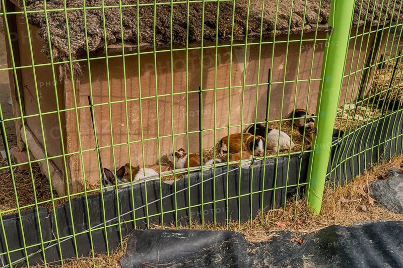 Guinea pigs laying on dry straw behind green wire fence at public urban park