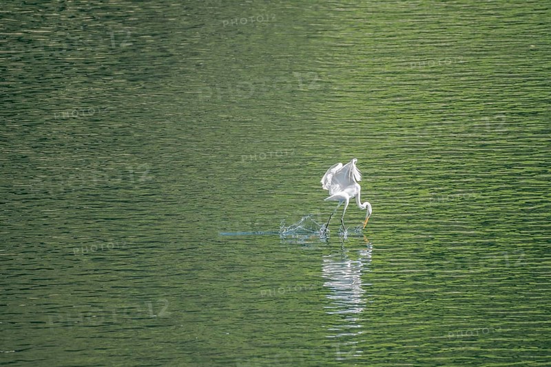 Large white egret looks like it is walking on water as it catches a small fish in its beak