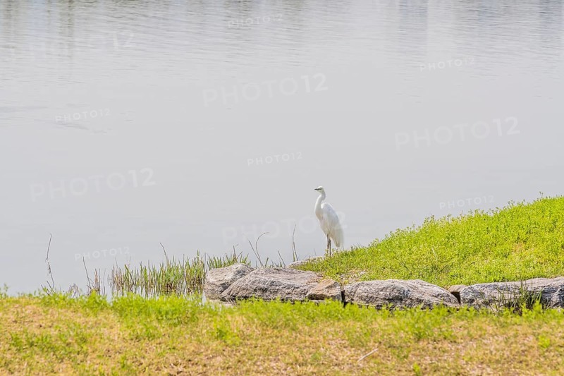 Snowy white egret standing on grassy shore of lake in South Korea